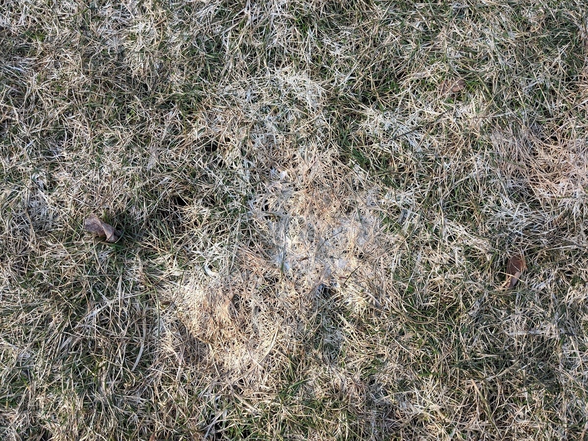 Snow Mold How To Prevent And Treat For A Healthy Lawn